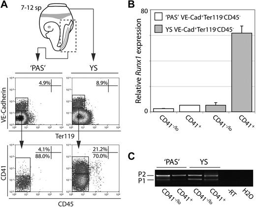 Figure 1. Analysis of Runx1 expression at the onset of definitive hematopoiesis in the E8.5 mouse conceptus. (A) VE-cadherin+Ter119−CD45−CD41−/lo putative hemogenic endothelium and VE-cadherin+Ter119−CD45−CD41+ definitive hematopoietic cells were isolated from wild-type E8.5 (7-12 sp) YS and PAS (posterior part of embryo including PAS, vitelline, and allantois) by flow cytometry. (B) Quantitative RT-PCR of total Runx1 expression in the cell populations isolated in panel A. Relative Runx1 expression was obtained by normalization to Gapdh. (C) RT-PCR analysis of the ratio of P1-Runx1 and P2-Runx1 transcripts in VE-cadherin+Ter119−CD45−CD41−/lo putative hemogenic endothelium and VE-cadherin+Ter119−CD45−CD41+ committed definitive hematopoietic progenitor cells. Although both promoters actively transcribed Runx1 in all populations analyzed, there was a skewing toward use of the P2 promoter. Note that no intersample comparisons of Runx1 levels can be made; see panel B for this. Data represent the relative Runx1 levels and P1/P2-Runx1 ratio in cell populations isolated from a pool of 24 wild-type YS or PAS and are consistent with results obtained from VE-cadherin+Ter119−CD45−CD41−/lo and VE-cadherin+Ter119−CD45−CD41+ cells isolated from the combined E8.5 YS and PAS (n = 2; data not shown).