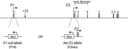 Figure 2. Schematic of the mouse Runx1 locus and the mutations introduced in the distal P1 and proximal P2 promoter region to generate the P1N (see supplemental Figure 1) and P2neo27 alleles, respectively. Neo indicates neomycin resistance gene. Runx1 coding exons (black boxes) with their untranslated regions (gray boxes) are numbered as in Levanon et al17 and Bee et al.20 Exons coding for the DNA-binding runt domain are indicated. The position of the hematopoietic +23 enhancer is indicated by an arrow.