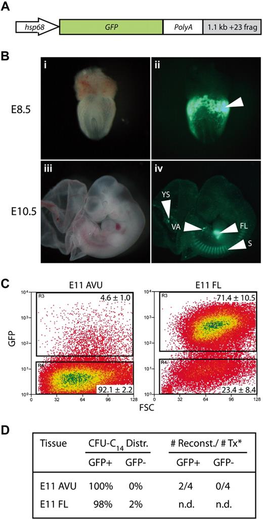 Figure 4. The +23GFP reporter mouse line marks emerging HSCs and progenitor cells. (A) Schematic of the construct used to generate transgenic mice. (B) Whole-mount images of E8.5 (panels i and ii) and E10.5 (panels iii and iv) +23GFP transgenic embryos. Panels i and iii: bright field images. Panel ii shows GFP expression in the YS blood islands (arrowhead) of the embryo shown in panel i. Panel iv shows GFP expression in the YS, vitelline artery (VA), and FL of the embryo shown in panel iii. Expression in the dorsal aorta is masked by the ectopic expression in somites (S). (C) Flow cytometric analysis of GFP expression in cell suspensions of E11 AVU and E11 FL. Plots are representative of 3 independent experiments and mean percentage of positive cells (± SD) is indicated. AVU and FL cells were sorted on the basis of their GFP expression (sort gates as indicated; purities ranged from 92% to 99%) and assayed for the presence of hematopoietic stem and progenitor cells. (D) CFU-C assays were performed in methocult supplemented with appropriate growth factors (M3434). In both the AVU and FL, the large majority of CFU-C was found to reside in the GFP+ cell population. To examine HSC activity, cells were transplanted into adult irradiated recipients. PB was analyzed by genomic PCR for GFP at 8 weeks after transfer. *Data show the number of reconstituted mice of the number that received a transplant (Tx). n.d. indicates not done.
