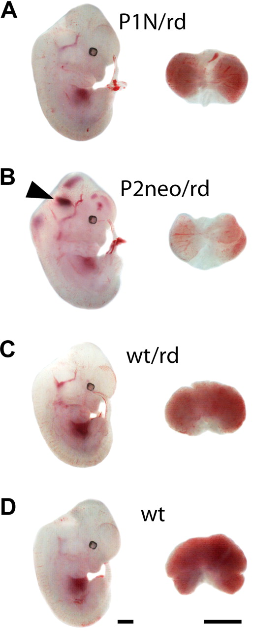 Figure 6. E12.5 compound mutant Runx1 embryos and their FLs. (A-D) Representative whole-mount images of wild-type (wt) and Runx1 heterozygous embryos (wt/rd; the Runx1rd allele is a Runx1-null allele2), compared with embryos carrying 1 functional P2-Runx1 allele (P1N/rd) or 1 functional P1-Runx1 (and attenuated P2) allele (P2neo/rd). P1N/rd embryos resemble Runx1 heterozygote embryos, indicating that 1 P2-Runx1 allele is sufficient to rescue embryonic lethality and reduced levels of definitive hematopoiesis. P2neo/rd embryos resemble Runx1 null embryos,1,2,27 showing hemorrhages in the central nervous system (black arrowhead; 3 bleeding/8 embryos) and severe FL anemia (8/8). Scale bar: 1000 μm.