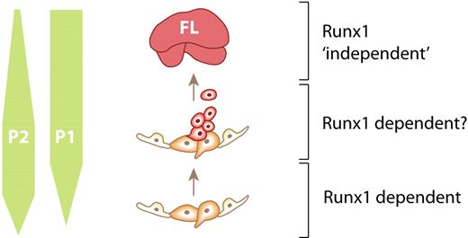 Figure 7. Model summarizing the dynamic P1-Runx1 and P2-Runx1 expression and requirement during definitive hematopoietic cell generation in the YS and PAS/AGM. See “Discussion” for explanation. In brief, our results suggest at least 1 discrete developmental stage for which Runx1 is critically required: the predominantly P2-Runx1–dependent stage at the onset of Runx1 expression in VE-cadherin+ cells. Runx1 is no longer critically required in FL hematopoietic cells (recently reported by Chen et al8). Yellow indicates endothelial cells; orange, Runx1-expressing hemogenic endothelium (CD41−/lo; Figure 1A)/early committed hematopoietic cells (CD41+); red, Runx1-expressing CD45+ hematopoietic cells.