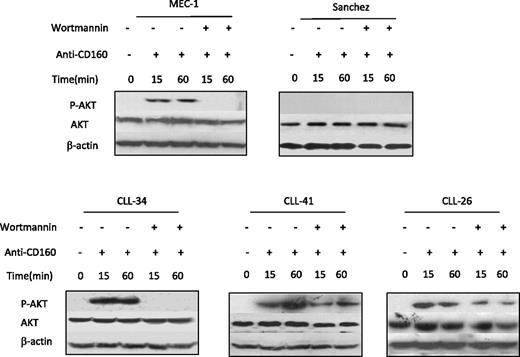 Figure 5. CD160 activates the PI3K/AKT signaling pathway. CLL cells (5 × 106/mL), MEC-I cells (106/mL), and Sanchez cells (106/mL) were pretreated with or without 1μM wortmannin for 1 hour and then incubated with 10 μg/mL BY55 for the indicated times. Akt and phosphorylated Akt protein expression was detected by Western blot. The β-actin expression acted as a loading control.
