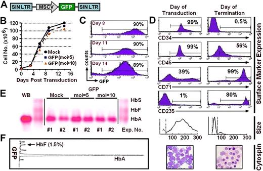 Figure 2. Lentiviral vector-mediated transduction of erythroid progenitors derived from cytokine-mobilized PB CD34+ cells. (A) Schematic representation of the lentiviral vector encoding for expression of GFP from a modified MSCV LTR sequence. (B) Expansion of cultured cells after transduction. (C) GFP expression is indicated as a function of time after transduction of cells exposed to vector particles at an MOI of 10. (D) Phenotypic comparison of cells on the day of transduction (left panels) and 14 days later at the time of termination of the cultures (right panels) by flow cytometry for expression of the CD34, CD45, CD71, and CD235 surface markers where percentages indicate the proportion of cells considered positive, cell volume, and cell morphology (Wright-Giemsa staining, original magnification × 60). (E) The results of cellulose acetate Hb electrophoresis of lysates from terminal-stage erythroblasts from 2 separate experiments (vertical lines have been inserted to indicate a repositioned gel lane) and (F) HPLC analysis of Hbs present in erythroblasts at the end of culture, which were derived from cells exposed to vector particles at an MOI of 10. The percentages indicate the proportion of Hb species.