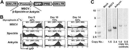Figure 3. Marker gene expression from constitutive or erythroid-specific promoters in maturing erythroblasts. (A) Schematic representation of the lentiviral vectors encoding for expression of GFP from the MSCV, ankyrin-1, or β-spectrin promoters. The PRE element is not present in the MSCV vector. (B) GFP expression by erythroblasts derived from CD34+ cells transduced with vectors having the MSCV, spectrin, or ankyrin promoter after various times after transduction where the percentages and MFI are indicated for the proportion of cells considered positive. The percentage of glycophorin A-positive cells at the same time points are shown above the GFP profiles. (C) Southern blot analysis of genomic DNA extracted from transduced cells, digested with BglII, an enzyme that cuts twice within the vector genome and probed with an RRE fragment common to all vectors from the 5′ end of the genome. DNA size marker is shown in the leftmost lane (vertical lines have been inserted to indicate where lanes have been repositioned). Numbers below each lane on the image represent the VCN as determined by densitometry analysis, relative to controls 1.0 or 0.5, which consist of DNA from a K562 clone that contains a single copy of an integrated lentiviral vector either used directly (1.0) or diluted 1:1 with native K562 DNA to establish a sample with a copy number of 0.5.