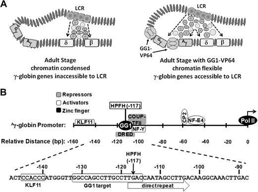 Figure 6. Chromatin structure and organization of the γ-globin gene promoter. (A) Potential changes in adult-stage chromatin structure from condensed (left) to flexible (right) induced by binding of GG1-VP64 (tennis ball structure) to the γ-globin gene promoters. Interactions that exist between the LCR and delta (δ)- and beta-(β) globin genes during normal adult erythroid development compared with potential new interactions between the LCR and the γ-globin genes caused by binding of GG1-VP64 are shown (adapted from Bank2 with permission). (B) Location of binding sites for selected endogenous transcriptional activators (shaded light gray) and repressors (shaded dark gray) within the proximal γ-globin gene promoter with respect to the HPFH-117 target sequence. KLF11 indicates fetal Kruppel-like factor; HPFH, hereditary persistence of HbF; NF-Y, nuclear transcription factor-Y; CP2; transcription factor CP2; and NF-E4, nuclear transcription factor-erythroid 4.