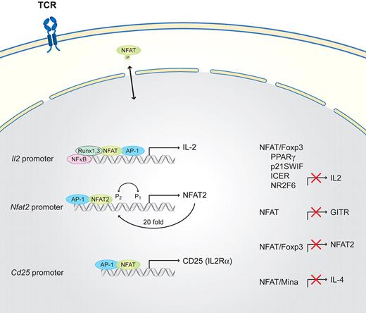 Figure 1. Schematic of NFAT interaction partners in naive T cells. T-cell activation requires TCR and costimulatory signals. NFAT is engaged via the TCR proximal signaling cascades and other signaling pathways, converges in the nucleus, and activates gene transcription. IL-2 via the IL-2R activates STAT5 and, subsequently, cell-cycle entry. Runx3 and Runx1 cooperate together with NF-κB with NFAT/AP-1 on the Il2 promoter to activate Il2, whereas the NFAT/Foxp3 complex suppresses Il2 transcription as well as the NFAT autoregulatory loop on the Nfat2 promoter. The expression of Il4 in naive cells is suppressed via the direct binding of Mina and NFAT to its promoter. In addition, NFAT/AP-1 activates the transcription of Cd25 (Il2Rα). NFAT functions as a negative regulator of GITR expression and is suppressed by PPARγ, p21SWIF, inducible cyclic adenosine monophosphate early repressor (ICER), and NR2F6.