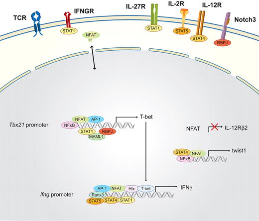 Figure 2. Schematic of the NFAT interaction partners in Th1 cells. Differentiation is initiated by the activation of the TCR and costimulatory signals, as well as the Th1-determining factors IFN-γ and/or IL-27, which induce via the IFNGR and the IL-27R the activation of STAT1. STAT1, in combination with NFAT, AP-1, NF-κB, and the Notch3/RBPJ/MAML1 signaling pathway, binds to the Tbx21 promoter and subsequently induces the transcription of the master transcription factor of Th1 cells, T-bet. T-bet induces the production of IFN-γ and the activation of the transcription factors Hlx and Runx3. IL-2 helps to induce STAT5 via the IL-2R, which additionally triggers IFN-γ production. The termination of TCR signaling allows the up-regulation of Il12Rβ2. Therefore, IL-12 can additionally activate STAT4, which together with STAT1, Hlx, Runx3, T-bet, AP-1, and NFAT, further induces IFN-γ transcription. In parallel, NFAT, together with STAT4 and NF-κB, binds to the promoter of the twist1 gene.