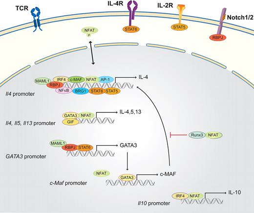 Figure 3. Schematic of the NFAT interaction partners in Th2 cells. Th2 lineage is initiated by TCR and costimulatory signals, as well as the Th2 determining factor IL-4. IL-4 via the IL-4R together with IL-2 (via the IL-2R) and the Notch1/2/RBPJ/MAML1 signaling pathway activates the master transcription factor of the Th2 lineage, GATA3. GATA3, together with NFAT, NF-κB, AP-1, IRF4, c-MAF, STAT5, STAT6, BRG1, and RBPJ, binds the Il4 promoter region. GATA3 subsequently enhances, in combination with NFAT and GIF, the transcription of Il4, Il5, and Il13 via a positive feedback loop. GATA3 also induces the transcription of c-Maf. NFAT, in parallel with IRF4, binds the Il10 promoter and induces Il10 expression. NFAT and Runx inhibit Th2 differentiation.