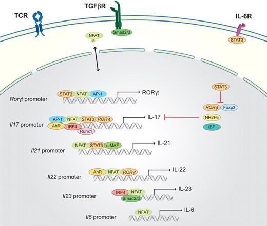 Figure 4. Schematic of the NFAT interaction partners in Th17 cells. Th17 differentiation is initiated by TCR-derived signals in combination with the activation of the IL-6R via IL-6 and the TGF-β signaling cascade (via the TGF-βR). STAT3 activated via the IL-6R together with NFAT and AP-1, binds to the promoter of RORγt, which is the master transcription factor of the Th17 lineage. Subsequently, RORγt, in combination with NFAT, AP-1, STAT3, AhR, IRF4, and Runx1, binds to the Il17 promoter region to induce transcription. In parallel, NFAT, together with STAT3 and c-MAF, activates the transcription of Il21 and, in combination with RORγt and AhR, the transcription of Il22. IL-21 and low concentrations of TGF-β (via Smad2/3) induce the expression of the IL-23R components (not shown); subsequently, NFAT, IRF4, and Smad2/3 drive the transcription of Il23.