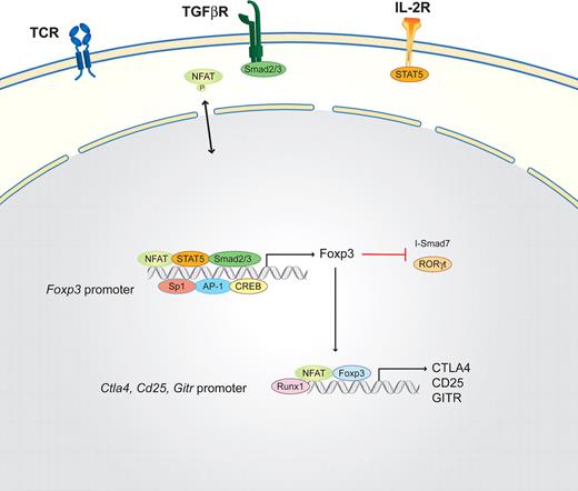 Figure 5. Schematic of the NFAT interaction partners in iTreg cells. iTregs are induced by high TGF-β concentrations via the TGF-βR in combination with low TCR signals. IL-2 via the IL-2R induces STAT5 that, in combination with NFAT, the Smad2/3 complex, Sp1, CREB, and AP-1, binds to the Foxp3 promoter region. Foxp3, the master transcription factor of regulatory T cells, subsequently inhibits I-Smad7 and RORγt and, together with NFAT and Runx1, induces the expression of CTLA4, CD25, and GITR.
