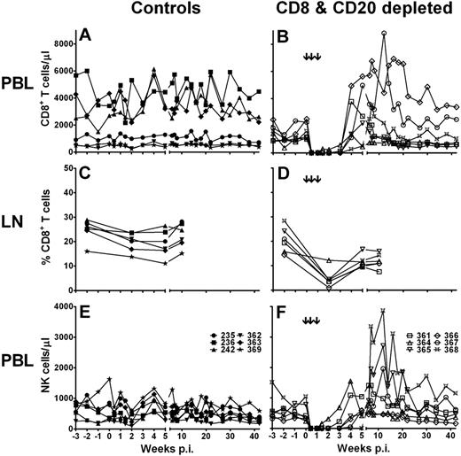 Figure 1. CD8+ T-cell and NK-cell depletion in SIV-infected AGMs. Absolute CD8+ T cells in peripheral blood (A-B) and lymph nodes (C-D) and peripheral blood NK-cell (E-F) counts in 12 sabaeus African green monkeys (AGMs) infected intravenously with SIVsab9315BR. Six AGMs received 1 subcutaneous dose of 10 mg/kg of the anti-CD8α mAb cM-T807 on day 0 before simian immunodeficiency virus (SIV) infection and 2 intravenous doses of 5 mg/kg cM-T807 on days 3 and 7 after infection to deplete CD8+ lymphocytes (B,D,F). These 6 animals also received 50 mg/kg anti-CD20 rituximab antibody intravenously at days −7, 14, and 35 after infection to deplete B cells. The other 6 animals received 1 intravenous injection of 50 mg/kg IgIV 7 days before infection to serve as control animals (A,C,E). The ↓ in panels B, D, and F indicate the injection of the CD8+ lymphocyte-depleting mAb. CD8+ T cells were gated as CD8+ CD3+ lymphocytes and NK cells as CD8+ CD3− lymphocytes. Absolute CD8+ T-cell and NK-cell numbers were calculated from white blood cell counts. p.i. indicates postinfection.