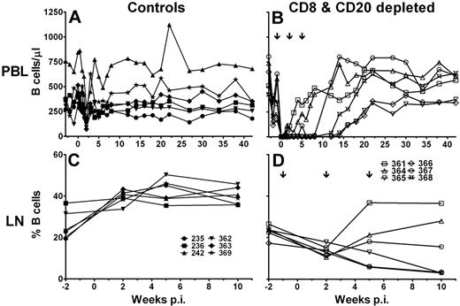 Figure 2. B-cell depletion in SIV-infected AGMs. Six sabaeus AGMs were depleted by mAb cM-T807 of CD8+ lymphocytes and by mAb rituximab of CD20+ lymphocytes (B,D), and 6 AGMs received purified control Ab IgIV (A,C). Absolute B-cell number in peripheral blood (A-B) and percentage of B cells in lymph node cell suspensions (C-D). The ↓ in panels B and D indicate the injection time points of the CD20+ lymphocyte-depleting mAb rituximab. p.i. indicates postinfection.