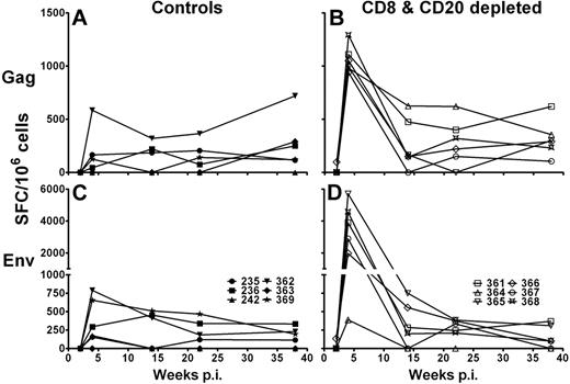 Figure 4. Increased IFN-γ immune responses in CD8+ and CD20+ lymphocyte-depleted SIV-infected AGMs. SIVsab IFN-γ cytokine release of PBMCs obtained from 12 SIV-infected sabaeus AGMs. PBMCs from 6 control Ab-treated AGMs (A,C) and 6 CD8+ and CD20+ lymphocyte-depleted AGMs (B,D) were stimulated with SIVsab Gag and Env 15-mer peptide pools for 18 hours at 37°C. The values given represent the number of IFN-γ SFCs in 106 PBMCs in response to stimulation with the Gag (A-B) or Env peptide pool (C-D). Responses were considered positive if their value was greater than 2 times the SD of the mean of the media control wells. All values were background corrected using the media controls. p.i. indicates postinfection.