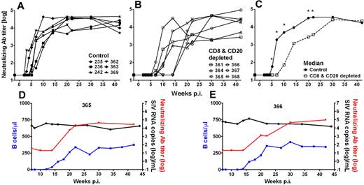 Figure 6. Delayed appearance of SIV-specific humoral immune responses has no effect on set-point viremia of SIV-infected AGMs. SIVsab9315BR NAb titers in control Ab-treated AGMs (A) and CD8+ and CD20+ lymphocyte-depleted AGMs (B). The median NAb titer was calculated for both groups (C). *Statistically significant difference between the control (solid line, ●) and CD8+ and CD20+ lymphocyte-depleted group (dashed line, □) at the indicated time points (Mann-Whitney test, P ≤ .05). The 2 animals with the most efficient/longest B-cell depletion, no. 365 (D) and no. 366 (E), in the group of antibody-treated and SIV-infected sabaeus AGMs are shown. The appearance of NAbs (red lines) coincided with the reappearance of peripheral blood B cells (blue lines) but had no effect on set-point viremia. p.i. indicates postinfection.