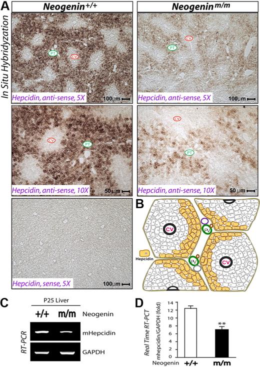 Figure 2. Reduced hepcidin expression in periportal hepatocytes of neogenin mutant liver. (A) In situ hybridization analysis of hepcidin expression in wild-type and neogenin mutant liver at age P25. The experiments were repeated 3 times, and representative images are shown. Note that only antisense, but not sense, probes showed signals, demonstrating the specificity. Central veins (CV) and portal tract (PT) are indicated. (B) Illustration of the “zonal distribution” of hepcidin transcripts in mouse liver. Hepcidin transcripts were detected mainly in periportal hepatocytes, labeled by yellow color. RT-PCR (C) and real-time PCR (D) analyses of hepcidin expression in neogenin+/+ and neogeninm/m livers (P25). Means ± SEM of 3 samples for each group are shown. **Significant difference (P < .01) from the wild-type control.