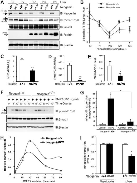 Figure 3. Reduction of BMP signaling and hepcidin expression in neogenin mutant livers and in mutant hepatocyte culture. (A) Western blot analyses of liver lysates derived from wild-type (+/+) and neogenin mutant (m/m) mice during development using indicated antibodies; P3 indicates postnatal day 3. Note that the up-regulation of pSmad1/5/8 after P12 was blocked in neogenin mutant mice. (B) Quantification analysis of data from panel A. Three different mice from each age group were analyzed. Mean ± SEM is shown (n = 3). *P < .01, significant difference from the wild-type control. (C-E) Real-time PCR analysis of the expression of Id1, Smad7, and Atoh8 in wild-type and neogenin mutant livers. The expression was normalized to the reference gene NADPH mRNA. Mean ± SEM shown (n = 3). *P < .01, significant difference from the wild-type control. (F) Western blot analysis of lysates of primary cultured hepatocytes derived from wild-type and neogeninm/m mice. Primary hepatocytes cultured for 5 days were treated with BMP2 (100 ng/mL) for the indicated times. Equal amounts of total proteins were immunoblotted with the indicated antibodies. (G) Quantitative analysis of data from panel A. Mean value was shown, which was from 2 independent experiments. (H-I) Real-time RT-PCR analysis of BMP2 induced (H) and basal (I) hepcidin expression in primary hepatocytes and in livers (D) derived from wild-type and neogenin mutant mice. Primary hepatocytes isolated from perfused livers of wild-type (C57BL/6) and neogenin mutant mice were cultured in collagen coated 12-well plates for 2 hours and treated with BMP2 (100 ng/mL) for 15 hours. The expression of hepcidin and NADPH (as a normalization gene) was assayed by quantitative real-time RT-PCR using TagMan probes. All samples were processed in triplicate, and a graph of mean values ± SEM from 3 independent experiments is shown. *P < .01, significant difference from wild-type control (t test).