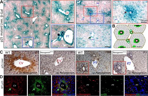 Figure 4. Neogenin expression in mouse liver. (A) Detection of enzymatic lacZ activity in livers from P25-old neogeninm/m mice. (B) Illustration of zonal distribution of neogenin protein in hepatocytes close to central veins and nonhepatocytes align with portal vein (green color). (C) Immunohistochemical detection of neogenin in livers from P25 neogenin+/+ and neogeninm/m mice. (D) Confocal images of coimmunohistochemical analysis in liver sections of P25 wild-type mouse using antibodies against neogenin (polyclonal, red) and GS (monoclonal, green). Arrows point to neogenin-expressing hepatocytes. CV indicates central vein; and PT, portal tract. Bars represent 100 μm. In panels A, C, and D, 3 to 5 different mice for each indicated group were examined, and representative images are shown.
