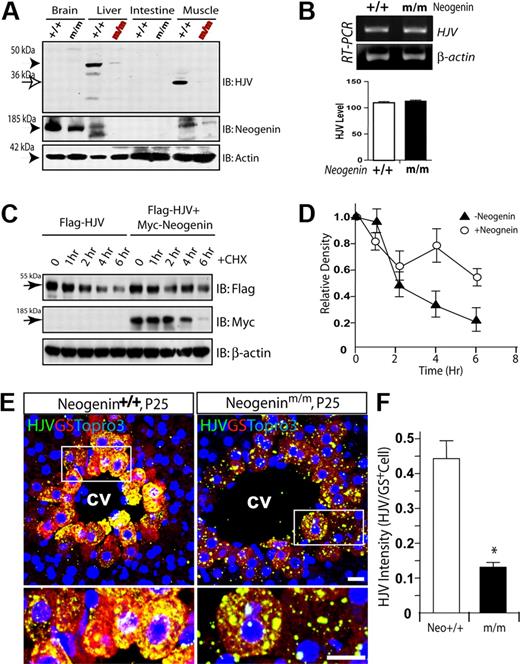 Figure 6. Reduced HJV protein level and altered HJV cellular distribution in neogenin mutant mice. (A) Western blot analysis of HJV protein in different tissue lysates derived from P25 neogenin+/+ and neogeninm/m mice. (B) RT-PCR analysis to assess expression of transcripts for HJV from P20 muscles of neogenin+/+ and neogeninm/m mice. (C-D) Neogenin increases HJV protein level/stability. HEK293 cells were transfected Flag-HJV with or without neogenin. Cells were treated with CHX (an inhibitor of protein synthesis; 100 μg/mL) for indicated times. Lysates were probed with indicated antibodies. Blots were scanned with an Epson scanner and analyzed by National Institutes of Health ImageJ software. Quantitative analysis is shown in panel D. (E) Confocal images of coimmunohistochemical staining analysis of HJV protein distribution in wild-type and neogenin mutant liver at P25. Samples from 3 different mice were examined, and representative images examined by confocal microscope (Zeiss LSM 510 META, 40×/1.00 oil DIC) and processed using Adobe Photoshop CS2 software are shown. HJV (rabbit polyclonal, green), GS (monoclonal, red), and Topro3 (to label nuclei, blue) are indicated. The boxed areas were magnified and are shown in the bottom panels. The scale bars represent 100 μm. (F) Quantification analysis of data from panel E. The HJV immunoflourescence intensity per GS-positive cell is presented as means ± SEM (10 images from 3 different animals). *P < .01 compared with the wild-type liver.
