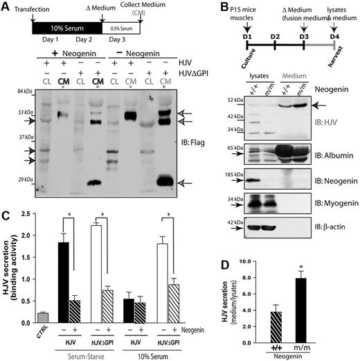 Figure 7. Neogenin inhibition of HJV secretion. (A-B) Neogenin inhibition of HJV secretion in serum-starved culture. Transfected HEK293 cells were cultured in the presence of 0.5% of serum and the cell lysates and medium were subjected to Western analysis (A). The HJV secretion in the collected medium was also measured by ELISA analysis (B). The mean ± SEM of HJV secretion (binding to the antibodies) was presented. *P < .01, significant difference from the HJV expression alone. (C) Illustration of P15 muscle culture and Western blot analysis of cell lysates and medium from wild-type and neogenin mutant muscle culture with indicated antibodies. Note that HJV was increased in the medium, but reduced in cell lysates, of neogenin mutant culture. (D) Quantification analysis of data from panel C. The data were quantified by National Institutes of Health ImageJ program from 3 different blots and presented as means ± SD. *P < .01, significant difference from the wild-type control.
