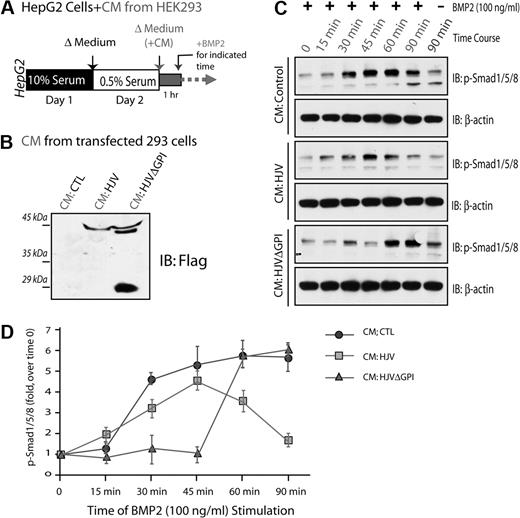 Figure 8. Inhibition of BMP2 induced Smad1/5/8 phosphorylation by secreted HJV. HepG2 cells were serum-starved for 1 day, preincubated with condition medium (CM) collected from HEK293 cells transfected with indicated plasmids, and then treated with BMP2 (100 ng/mL) for various times (A). CM containing secreted HJV or HJVΔGPI mutant was revealed by Western blot analysis (B). BMP2-induced Smad1/5/8 phosphorylation in HepG2 cells was analyzed by Western blot analysis as shown in panel C. (D) Quantification analysis of data from panel C. Data were quantified by National Institutes of Health ImageJ program from 3 different experiments. Means ± SD are presented.