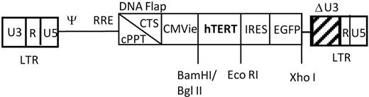 Figure 1. Schematic diagram of lentiviral vector encoding hTERT. The human telomerase reverse transcriptase (hTERT) sequence was inserted into the TRIP.ΔU3.BR.IRES green fluorescent protein (GFP) lentiviral vector between the BamHI and EcoRI cloning sites. The ensuing bi-cistronic construct contains the full-length hTERT coding sequence under the control of the human cytomegalovirus immediate early promoter (CMVie), followed by the encephalomyocarditis virus internal ribosome entry site (IRES) and the enhanced green fluorescence protein (EGFP). LTR indicates long terminal repeat; cPPT, central polypurine tract; and CTS, central termination sequence.