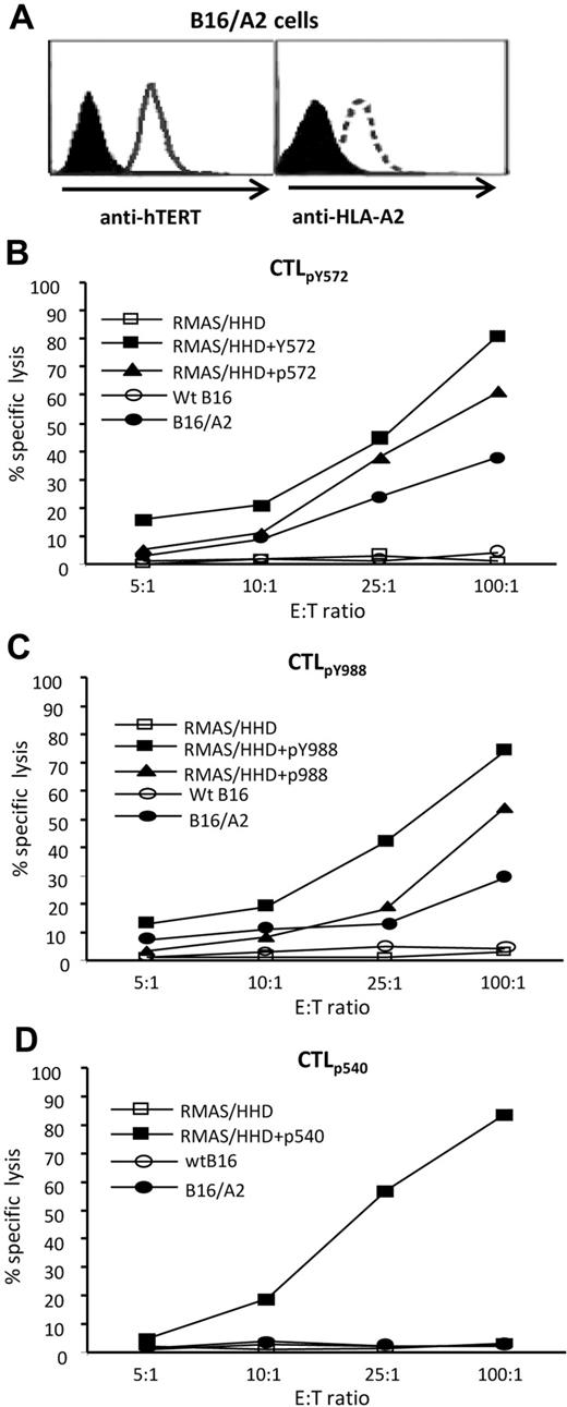 Figure 2. CTLs stimulated with lv-hTERT vector kill TERT-expressing tumor cells in vitro. (A) Flow cytometric analysis of HLA-A2.1 and TERT expressions on the B16/A2 cell line. (B-D) Splenocytes from lentiviral vector (lv)–hTERT–immunized HHD mice were restimulated twice in vitro with the indicated hTERT peptide. The peptide-specific cytotoxic T lymphocytes (CTLs), CTLpY572 (B), CTLpY988 (C), and CTLp540 (D), were then tested against IFN-γ–treated tumor cells. Peptide recognition of CTLs was confirmed using RMAS/HHD cells pulsed with respective peptides (B-D). Results represent the percentage of lysis at various CTL/target ratios. The summarized data from 2 independent experiments are shown.