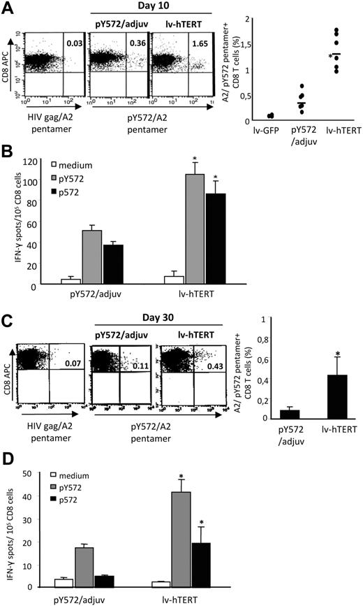Figure 3. Comparison of primary and long-term self/TERT-specific CD8 T-cell responses in mice immunized with lv-hTERT vector or with pY572/adjuv. Spleen lymphocytes from HHD mice immunized with recombinant lv-hTERT or with pY572/adjuv 10 days later were stained ex vivo either with pY572/pentamer or with irrelevant HIVgag/pentamer (N = 3-6 mice per group). Control mice were vaccinated with lv-GFP (empty vector). Representative fluorescence-activated cell sorter (FACS) plots of pentamer staining are presented (A left), and the mean percentages of pY572/pentamer+ CD8 T cells after subtraction of irrelevant pentamer are shown (A right). (B) Freshly isolated spleen CD8 T cells were cultured with p572 or pY572 peptide (5 μg/mL), and the IFN-γ–producing CD8 T cells were detected by IFN-γ ELISpot. The mean of specific IFN-γ spots plus or minus SD in each group are shown (n = 6 mice/group). The long-lasting responses are measured 30 days after the respective immunization with pentamer and IFN-γ ELISpot done ex vivo. (C) Representative FACS plots of pentamer staining and the mean of pY572/pentamer+ CD8 T cells are presented (n = 6 mice/group). (D) The mean of IFN-γ–producing CD8 T cells in response to p572 or pY572 peptide are shown (n = 4 mice/group). *Statistically significant value (P < .05, Mann-Whitney test).
