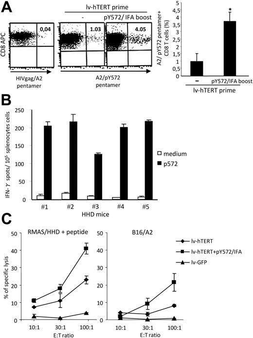 Figure 4. Heterologous boost vaccination strongly increases p572-specific CD8 T-cell responses in lentivector-primed mice. HHD mice (n = 4-6/group) were immunized with lv-hTERT vector alone or with pY572/IFA boost done 3 weeks later. (A) Enumeration of pY572/pentamer+ CD8 T cells by pentamer staining. Representative FACS dot plots for each group is shown (left) and the mean percentage of pY572/pentamer+ CD8 T cells after subtraction of irrelevant pentamer (right). *Statistically significant value (P < .05). (B) IFN-γ–producing spleen lymphocytes were detected by an ex vivo IFN-γ ELISpot in response to p572 peptide. Responses from individual mice are shown. (C) The ex vivo cytotoxicity of CD8 T cells was tested against RMAS/HHD cells pulsed with pY572 (left) or against B16/A2 tumor cells (right). Results represent the specific lysis (percentage) plus or minus SD in each immunized group of mice (n = 3 mice/group), after subtraction of nonspecific lysis measured in the presence of nonpulsed RMAS/HHD or wt B16 cells. The CD8 T cells from mice immunized with lv-GFP were used as negative control.