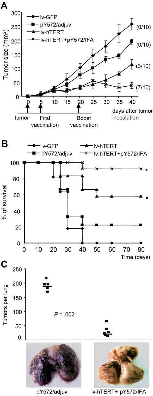 Figure 6. Lentivector-based immunizations inhibit B16/A2 tumor growth in vivo. HHD mice were inoculated with 3 × 105 B16/A2 cells and immunized 5 days later as indicated (“In vivo tumor protection”). (A) Tumor sizes in each vaccinated group of mice are shown. The numbers in parentheses indicate the number of mice that have tumor recurrence of a total of 10. (B) The mouse survival time was estimated using the Kaplan-Meier method and recorded until 80 days. *Statistically significant survival value between lentivector groups and peptide group (P < .05; log-rank test). (C) HHD mice (n = 6/group) were prior immunized either with pY572/adjuv or with lv-hTERT plus pY572/IFA and subsequently challenged intravenously with 106 B16/A2 cells. Results represent the number of lung metastases counted after 18 days in each mouse, and representative photographs of lung from 1 mouse per group are shown.