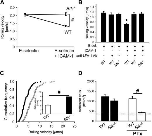 Figure 1. The Tec family kinase Btk is required for E-selectin–mediated slow rolling and Gαi-independent adhesion, but not for chemokine-induced arrest in vivo. (A) The carotid artery of chimeric mice reconstituted with bone marrow from WT mice (n = 3) or Btk−/− mice (n = 3) was cannulated with a catheter, which was connected to autoperfused flow chambers. Average rolling velocity of neutrophils on E-selectin (left) and E-selectin and ICAM-1 (right) is presented as means ± SEM. The wall shear stress in all flow chamber experiments was 5 to 6 dyn/cm2. (B) Isolated bone marrow neutrophils were resuspended in plasma, and the rolling velocity on either E-selectin alone or E-selectin plus ICAM-1 was measured. In these experiments, a shear stress of 3 dyn/cm2 was used (n = 3). (C) Mixed chimeric mice were generated by injecting bone marrow cells from LysM-GFP+ WT mice and Btk−/− mice into lethally irradiated WT mice. Cumulative histogram of rolling velocities of 100 GFP+ (WT; ●) and 100 GFP− (Btk−/−; ○) leukocytes in inflamed cremaster muscle venules of mixed chimeric mice (n = 4) treated with PTx and a monoclonal blocking P-selectin antibody (RB40.34). Inset data are means ± SEM. (D) Numbers of adherent cells per square millimeter in murine cremaster muscle venules. The cremaster muscle was exteriorized 2 hours after intrascrotal injection of 500 ng TNF-α in chimeric mice reconstituted with bone marrow from WT mice or Btk−/− mice. The dotted line indicates the number of adherent cells in WT mice treated with PTx and monoclonal blocking E-selectin antibody (9A9). #P < .05; *P < .05 vs other groups.