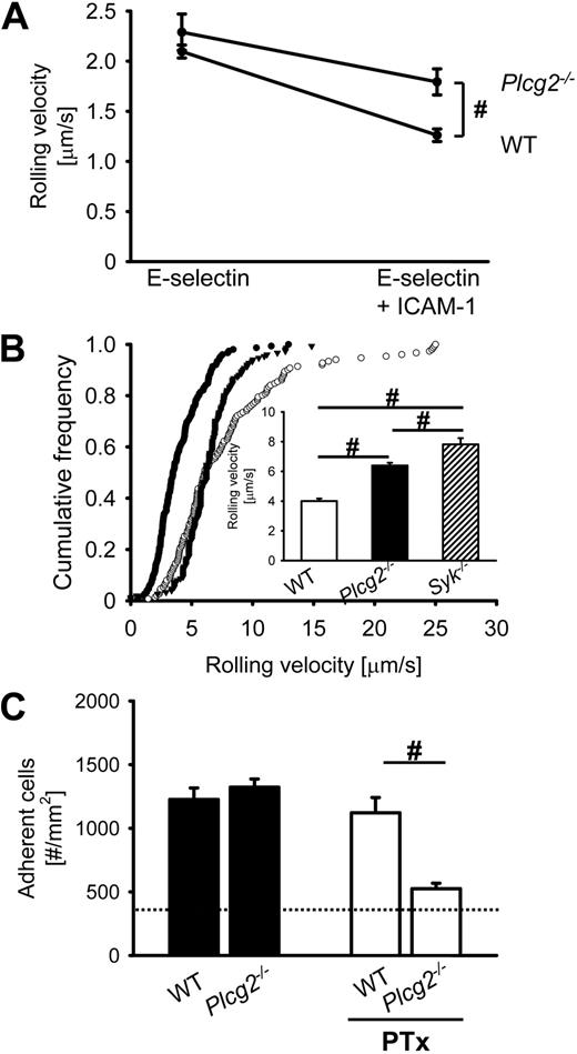 Figure 2. Elimination of PLCγ2 partially abrogates E-selectin–mediated slow rolling and consequently reduces leukocyte adhesion in vivo. (A) Carotid cannulas were placed in chimeric mice reconstituted with bone marrow from Plcg2−/− mice (n = 3) or WT mice (n = 3) and connected to autoperfused flow chambers. Average rolling velocity of neutrophils on E-selectin (left) and E-selectin and ICAM-1 (right) is presented as means ± SEM. The wall shear stress in all flow chamber experiments was 5 to 6 dyn/cm2. (B) Mixed chimeric mice were generated by injecting bone marrow cells from LysM-GFP+ WT mice and Plcg2−/− mice or Syk−/− mice into lethally irradiated WT mice. Cumulative histogram of rolling velocities of 150 WT leukocytes (●), 150 Plcg2−/− leukocytes (▾), and 150 Syk−/− leukocytes (○) in inflamed cremaster muscle venules of mixed chimeric mice (n = 4) treated with PTx and a monoclonal blocking P-selectin antibody (RB40.34). Inset data are means ± SEM. (C) Numbers of adherent cells per square millimeter in murine cremaster muscle venules. Cremaster muscle exteriorized 2 hours after intrascrotal injection of 500 ng TNF-α in chimeric mice reconstituted with bone marrow from WT mice or Btk−/− mice. Dotted line indicates the number of adherent cells in WT mice treated with PTx and monoclonal blocking E-selectin antibody (9A9). #P < .05.