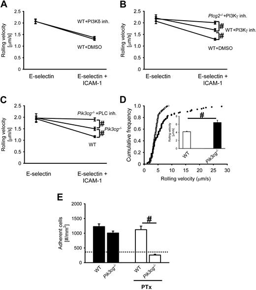 Figure 3. Blocking PI3Kγ in Plcg2−/− neutrophils completely abolishes E-selectin–mediated slow rolling. (A) Rolling velocity of WT neutrophils on E-selectin alone or E-selectin/ICAM-1 of WT mice pretreated with either a PI3Kδ-inhibitor (PI3Kδ-inh.) or DMSO. (B) Rolling velocity of WT and Plcg2−/− neutrophils on E-selectin alone or E-selectin/ICAM-1 of either PI3Kγ-inhibitor (PI3Kγ inh.)– or DMSO-pretreated mice. (C) Rolling velocity of WT and Pik3cg−/− neutrophils on E-selectin or E-selectin/ICAM-1 of either untreated or PLC-inhibitor–pretreated mice. Data are presented as means ± SEM from 3 mice. (D) Mixed chimeric mice were generated by injecting bone marrow cells from Pik3cg−/− mice and LysM-GFP+ WT mice into lethally irradiated WT mice. Cumulative histogram of rolling velocities of 100 GFP+ (WT; ●) and 100 GFP− (Pik3cg−/−; ○) leukocytes in inflamed cremaster muscle venules of mixed chimeric mice (n = 3) treated with PTx and a monoclonal blocking P-selectin antibody (RB40.34). Inset data are means ± SEM. (E) Numbers of adherent cells per square millimeter in murine cremaster muscle venules. The cremaster muscle was exteriorized 2 hours after intrascrotal injection of 500 ng TNF-α in chimeric mice reconstituted with bone marrow from Pik3cg−/− mice or WT mice. The dotted line indicates the number of adherent cells in WT mice treated with PTx and monoclonal blocking E-selectin antibody (9A9). #P < .05.