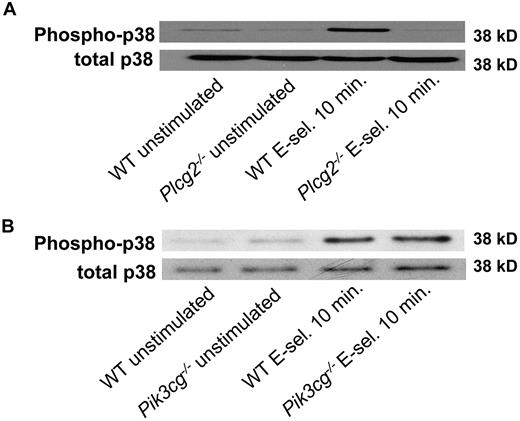 Figure 7. PLCγ2, but not PI3Kγ, is required for p38 MAPK phosphorylation. Bone marrow–derived neutrophils from Plcg2−/− mice or Pik3cg−/− mice were plated on uncoated (unstimulated) or E-selectin–coated wells for 10 minutes, and then lysates were prepared (A-B). Lysates were immunoblotted with antibody to phosphorylated p38 MAPK (phospho-p38) or total p38 (n = 3).