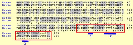 Alignment of human and mouse CD137 protein sequences. The red box corresponds to the intracellular regions. Blue bars highlight divergences between mouse and human. Stars indicate identity, and dots conservation in the type of amino acids between sequences.