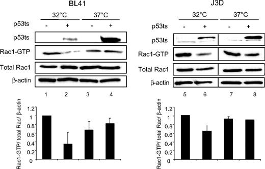 Figure 1. p53 deficiency causes elevated Rac1 activity. BL41 and BL41ts cells (left panel) and J3D and J3Dts cells (right panel) were cultured for 24 hours at 32°C or 37°C. Cell lysates were subjected to GST-PAK pull-down assay and processed for Western immunoblot with anti-p53 or anti-Rac antibodies. β-actin served as a loading control. The J3D bands displayed were part of the same gel, yet were separated by other lanes. The bands from at least 2 independent experiments were quantified by densitometry and displayed below. Error bars represent SD.