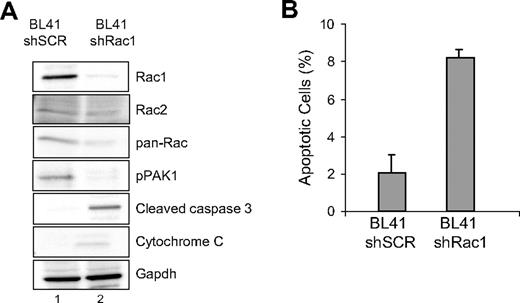 Figure 4. Rac1 knockdown induces apoptosis in human lymphoma cells. (A) BL41 cells were transduced with either a YFP-tagged shRac1 construct or scrambled sh control (shSCR) and sorted 48 hours after infection. Cells were harvested 24 hours after sorting and immunoblotted with antibodies to Rac1, Rac2, pan-Rac, pPAK1, cleaved caspase-3, cytochrome c, and Gapdh. (B) Cells from panel A were analyzed by flow cytometry to determine the Annexin V/ 7AAD-positive population. Error bars represent SD.