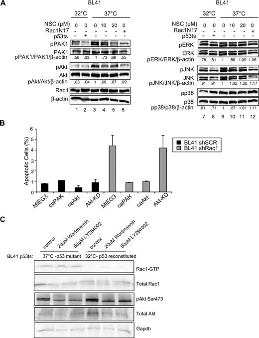 Figure 5. Effects of Rac1 targeting on cell cycle and apoptosis may involve the PAK and Akt pathway. (A) BL41cells containing the p53ts mutant were treated with the Rac1 inhibitor, NSC23766, or transduced with a Rac1N17 mutant and immunoblotted for phospho-PAK1 and phospho-Akt (left panel), and potential effectors of the MAP kinase module (ie, ERK, JNK, p38; right panel) and their respective total protein levels. Both left and right panels were from the same immunoblot, and β-actin served as a loading control for both panels. Immunoblot bands were quantified by densitometry, and untreated controls were set to 1. (B) BL41 cells were transduced with lentivirus encoding either a YFP-tagged shRac1 construct or scrambled sh control (shSCR) in conjunction with retrovirus encoding either GFP-tagged caPAK, GFP-tagged caAkt, GFP-tagged Akt-KD, or GFP alone. Cells were harvested for flow cytometry 48 hours after infection to determine the rate of apoptosis in the YFP/GFP-copositive population by staining with Annexin V and 7AAD. (C) BL41 human B-lymphoma p53 mutant temperature-sensitive cells were incubated at either 32°C (p53 wild-type) or 37°C (p53 mutant) for 24 hours before a 3-hour pulse with 20μM wortmannin or 50μM LY294002. Cells were then harvested and subjected to GST-Pak pull-down assay and immunoblotted on the same day for Rac1, pAkt Ser473, total Akt, and Gapdh. The data are representative of 6 different experiments and error bars represent SD.