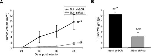 Figure 6. Rac1 targeting impairs p53-deficient tumor growth in vivo. (A) BL41 cells were transduced with either a YFP-tagged shRac1 construct or scrambled sh control (shSCR) and sorted as in Figure 4A. Cells were harvested 24 hours after sorting and injected (2 × 106) contralaterally into the flanks of NOG mice and tumor growth was monitored. (B) Tumors from panel A were excised and weighed at day 73. Error bars represent SD.