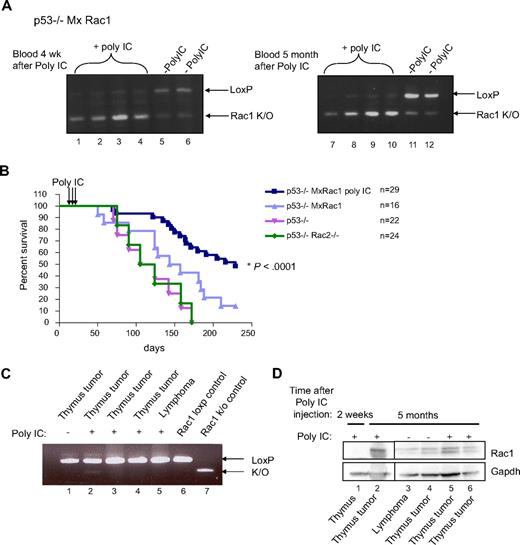 Figure 7. Rac1-deficiency delays p53-deficient lymphoma growth in vivo. (A) Total bone marrow from a p53−/−MxRac1 mouse was isolated and injected (500 000 cells) by tail vein into lethally irradiated (1175 cGy, split-dose) BOYJ recipients. Blood chimerism was assessed 1 month after transplantation and mice containing approximately 90% or greater donor cells received 3 × 300 μg of intraperitoneal PolyIC injections every other day for 4 injections to delete the Rac1 gene in hematopoietic cells in vivo or were mock-injected. Animals were bled monthly to monitor genetic deletion of Rac1 by PCR. Representative PCRs of blood from the same animals 1 month (left panel) or 5 months (right panel) after PolyIC injection are displayed. (B) Survival of animals from panel A are displayed with transgenic p53−/− and p53−/−Rac2−/− animals included. (C) Representative tumors were excised from animals that underwent transplantation from panel A upon death and processed for PCR to assess levels of Rac1 DNA. (D) Tumors from panel C were snap-frozen in liquid nitrogen, lysed, and immunoblotted to determine the expression level of Rac1 protein.