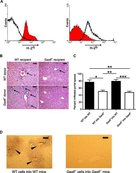 Figure 1. Loss of Gas6 protected recipient mice from non–T cell–depleted allogeneic BMT against hepatic GVHD. C57BL/6 mice received total body irradiation and bone marrow cells (BMCs) from FVB mice; recipients were killed at day 28. (A) Full bone marrow chimerism of recipient. Expression of H-2q (left panel) and H-2b (right panel) in a recipient 28 days after bone marrow transplantation (BMT) was determined by flow cytometry (in red). A C57BL/6 mouse that was not transplanted is shown (black line) as control. (B) Liver histology: hematoxylin and eosin staining. Arrow indicates infiltration of portal spaces by mononuclear cells. Scale bar represents 100 μm. (C) Percentage of infiltrated portal spaces are mean ± SEM (n = 5-10; analysis of variance, *P < .05, **P < .01, ***P < .001); WT (■) and Gas6−/− recipients (□). (D) Apoptotic cells in portal spaces were TUNEL+ (brown dark precipitate). Scale bar represents 100 μm.