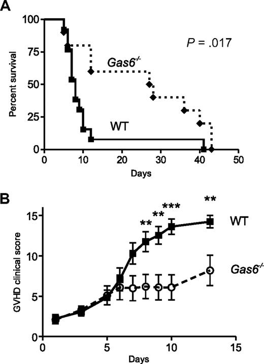 Figure 2. Loss of Gas6 conferred protection from lethal acute GVHD. Bone marrow isolated from donor mice was T cell–depleted. Each lethally irradiated recipient mouse (Balb/C, H-2d) with a wild-type (WT) or Gas6−/− genotype received 5 × 106 T cell–depleted BMCs from a pool of full MHC-mismatched WT donors (C57BL/6, H-2b). We infused 0.5 × 106 WT splenic donor T cells to WT or Gas6−/− recipient mice. (A) Kaplan-Meier plots of the survival of WT and Gas6−/− mice. Survival after lethal acute graft-versus-host disease (GVHD) was improved in Gas6−/− mice compared with WT mice (log-rank test, n = 10 and 13, respectively, P > .017). (B) Clinical signs of GVHD scored daily after transplantation according to Cooke et al.19 A score of 3 was assigned to mice that died in the course of the experiment. Two-way analysis of variance for repeated measures; n = 13 for WT and 10 for Gas6−/−, P = .012; followed by Bonferroni post tests for specific time points, **P < .01, ***P < .001.