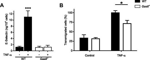 Figure 6. Resistance of Gas6−/− endothelial cells to TNF-α activation prevented donor T-lymphocyte transmigration. (A) Expression of E-selectin by activated endothelial cells (ECs). Primary ECs isolated from WT and Gas6−/− mice were stimulated by murine TNF-α (100 ng/mL) in 96-well plates. E-selectin expresion was determined at the cell surface by enzyme-linked immunosorbent assay. Data are mean ± SEM; n = 10. ***P < .001 (analysis of variance). (B) Transmigration experiments were performed in transwells with gelatin-coated membrane inserts covered with ECs isolated from WT or Gas6−/− mice. ECs were then stimulated or not for 4 hours with murine TNF-α (100 ng/mL). WT splenic mononuclear cells were placed in the upper transwell chamber in the presence of 15 ng/mL TNF-α. The number of cells in the upper and lower transwell chambers was assessed by a cell counter. Data are percentage of transmigrated cells (mean ± SEM, n = 3). *P < .05 (analysis of variance).