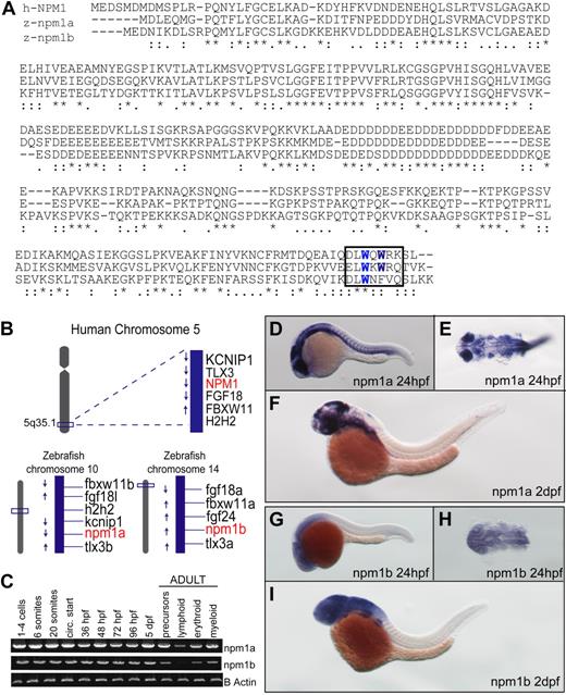 Figure 1. Identification of 2 putative zebrafish npm1 genes. (A) Clustal W alignment of human NPM1 (top row), zebrafish Npm1a (middle row), and Npm1b (bottom row) proteins. * indicates identical residues; colon (:), highly similar residues; and period (.), similar residues. Critical tryptophan residues necessary for nucleolar localization are highlighted in blue in the boxed area. (B) The genomic loci surrounding human NPM1 on chromosome 5q35.1 (top row) are syntenic with the regions where npm1a (on chromosome 10) and npm1b (on chromosome 14) are located in the zebrafish genome (bottom row left and right, respectively). (C) RT-PCRs showing npm1a (top row) and npm1b (middle row) expression levels. β-actin expression levels are used as a loading control (bottom row). Left: npm1a and npm1b embryonic expression was assessed from whole embryos at the indicated time points. Right: RT-PCRs from precursor, lymphoid, myeloid, and erythroid cells sorted from adult kidney marrow (gating strategy based on forward- and side-scatter plots28). (D,F,G,I) npm1a or npm1b WISH assays in 24-hpf or 48-hpf embryos, lateral view, anterior to the left, dorsal upwards. (E,H) Close-up dorsal view (anterior to the left) of the brain and anterior trunk in flat-mounted, deyolked 24-hpf embryos stained with npm1a or npm1b probes. Digoxigenin-labeled RNA probes encoding the full-length npm1a and npm1b sequences were transcribed from linearized cDNA constructs using the DIG RNA labeling kit (Roche) following manufacturer instructions.