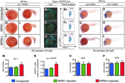Figure 5. NPMc+ increases the number of primitive myeloid cells in zebrafish embryos. (Ai-Aii,Ei-Eii,Ii-Iii,M) WISH assays of AB embryos showing pu.1 expression at 20 somites (19 hpf) in ventral views, anterior to the top (A,E,Ii), and lateral views anterior to the left, dorsal upwards (Aii,Eii,Iii). pu.1-expressing cells are shown as dark purple dots that increase in number with NPMc+ expression (Ii-Iii). (M) pu.1+ cell number quantification shows a statistically significant increase upon NPMc+ expression (20 embryos counted per condition). (B,F,J) pu.1 expression analysis in the Tg(pu.1:EGFP) line at 20 somites (19 hpf). Ventral views, anterior to the top, of the ALPM and yolk of live Tg(pu.1:EGFP) transgenic zebrafish embryos, uninjected (Bi), or injected with NPM1 10 pg (Fi) or NPMc+ 50 pg (Ji) mRNA. Green cells indicate cells expressing EGFP under the control of the pu.1 promoter. NPMc+ expression causes a marked increase in EGFP+ cell numbers that disperse widely across the embryo's yolk (Ji). FACS analysis of Tg(pu.1:EGFP) embryos, uninjected (Bii), or injected with NPM1 10 pg (Fii) or NPMc+ 50 pg (Jii) mRNA. EGFP expression is shown in the y-axis and is increased upon NPMc+ expression (Jii). (N) Quantification of the percentage of EGFP+ cells in 3 independent FACS experiments, each including 50 heterozygous Tg(pu.1:EGFP) embryos per condition, normalized to the percentage of EGFP+ cells of uninjected embryos. (C-D, G-H, K-L, O-P) WISH assays showing lateral views (anterior to the left, dorsal upwards) of 30 somites (24 hpf) embryos stained for mpx (C,G,K) or csf1r expression (D,H,L). No significant change in expression of any of these markers is observed. The number of mpx and csf1r cells is quantified in panels O and P, respectively (20 embryos counted per condition). Note that the csf1r probe also stains xanthophores in the dorsal trunk of the embryo. In all graphs, error bars represent SEM. *Statistically significant differences between the NPMc+-injected and both NPM1-injected and uninjected embryos (**P < .005; Student t test). In histograms, blue indicates uninjected control embryos; green, NPM1-injected embryos; and red, NPMc+-injected embryos.