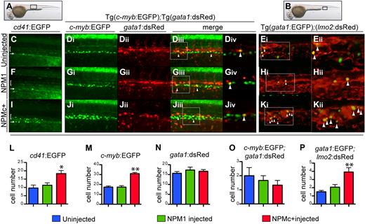 Figure 7. NPMc+ increases the number of definitive hematopoietic cells in zebrafish embryos. (A-B) Brightfield images of a 32-hpf embryo (lateral view, anterior to the left, dorsal upwards) where a black box shows the region of the AGM (A) or of the PBI (B), where subsequent images were taken. (C,F,I,L) Confocal images taken from the AGM region of live 32-hpf Tg(cd41:EGFP) transgenic zebrafish embryos (black box in panel A), uninjected (C), or injected with NPM1 10 pg (F) or NPMc+ 50 pg (I) mRNA. Green cells indicate expression of EGFP under the control of the cd41 promoter. The bracket highlights cd41low EGFP+ cells in the AGM region, while the arrow points at the renal EGFP+ population located in the region of the pronephric ducts. EGFP+ cells in the AGM field were counted and showed increased numbers upon NPMc+ expression (L). Images were captured on a Yokogawa spinning disk confocal microscope using a 10×/0.3 NA Plan-fluor phase objective. (Di-iv, Gi-iv, Ji-iv, M-O) Confocal images taken from the AGM region of live 32-hpf Tg(c-myb:EGFP);(gata1:DsRed) transgenic zebrafish embryos (black box in panel A), uninjected (Di-Div), or injected with NPM1 10 pg (Gi-Giv) or NPMc+ 50 pg (Ji-Jiv) mRNA. Green indicates cells expressing EGFP under the control of the c-myb promoter; red indicates cells expressing DsRed under the control of the gata1 promoter; yellow indicates cells coexpressing both genes (highlighted by arrowheads). The white boxes in panels Diii, Giii, and Jiii indicate an area, magnified in a single Z-stack slice (Div,Giv,Jiv), showing how single slices were used to quantify the number of yellow cells. NPMc+ expression causes an increase in EGFP+ cell numbers in the field of analysis (quantified in panel M) without affecting numbers of cells expressing DsRed under the control of the gata1 promoter (quantified in panel N) or double-positive cells (quantified in panel O by counting yellow cells in 3 different Z-stack slices in each of 4 embryos). Images were taken as for Tg(cd41:EGFP) embryos. (E,H,K,P) Confocal images taken from the PBI region of live 32-hpf Tg(gata1:EGFP);(lmo2:DsRed) transgenic zebrafish embryos (black box in panel B), uninjected (E), or injected with NPM1 10 pg (H) or NPMc+ 50 pg (K) mRNA. Green indicates cells expressing EGFP under the control of the gata1 promoter; red indicates cells expressing DsRed under the control of the lmo2 promoter; yellow indicates cells coexpressing both genes (highlighted by arrowheads). NPMc+ expression causes an increase in cells expressing both genes (K), quantified in panel P by counting yellow cells in 3 different Z-stack slices in each of 4 embryos. Images are single Z-stack slices, and the white boxes in panels Ei, Hi, and Ki indicates an area magnified in panels Eii, Hii, and Kii. Images were acquired on a Yokogawa spinning disk confocal microscope using a 20×/0.75 NA Plan-Apo DIC objective. All confocal images were acquired using the Andor IQ software. Analysis of images was performed using ImageJ software. Error bars represent SEM. *Statistically significant differences between the NPMc+-injected and both NPM1-injected and uninjected embryos (*P < .05, **P < .005; Student t test). In histograms blue indicates uninjected control embryos; green, NPM1-injected embryos; and red, NPMc+-injected embryos.