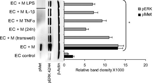 Figure 5. Endothelial Met is phosphorylated only upon interaction with unactivated monocytes. Monocytes preactivated with TNFα, IL-1β, or LPS or by previous interaction with ECs fail to activate endothelial Met but do activate endothelial ERK42/44. pMet band of monocyte activation by LPS was inserted by splicing from the same blot. Figure showing representative blot with SD calculated from different assays (n ≥ 3, *P < .001).