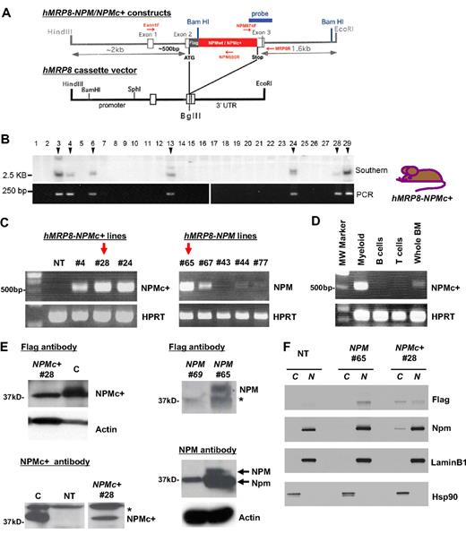 Figure 1. Expression of NPMc+ and NPM in hMRP8-NPMc+ and hMRP8-NPM transgenic mice. (A) Schematics of hMRP8-NPMc+ and hMRP8-NPM constructs used to generate NPM transgenic lines. (B) Southern blot analysis using the 3′ probe of BamHI-digested tail DNA from hMRP8-NPMc+ founders. Positive founders were confirmed by PCR as illustrated below the Southern blot panel. (C) Semiquantitative RT-PCR analysis of NPMc+ and NPM mRNA levels from whole BM cells of different founders. Red arrows represent the transgenic lines used for detailed analysis. NT indicates nontransgenic control. (D) Semiquantitative RT-PCR analysis of NPMc+ mRNA levels from sorted populations. Myeloid: Mac-1+Gr-1+ BM cells; B-cell: B220+CD19+ splenocytes; T-cell: CD4+ splenocytes. (E) Western blot of NPMc+ and NPM expression in whole BM cells of NPMc+ 28 (left panels) and NPM 65 (right panels) animals. A monoclonal Flag antibody (top left) and a polyclonal NPMc+-specific antibody (bottom left) were used to detect NPMc+ levels. *Nonspecific band. A polyclonal Flag antibody (top right) and a monoclonal NPM antibody were used to detect both overexpressed human NPM and endogenous mouse Npm levels. C indicates control lysates from HEK293 cells transfected with an NPMc+ expression vector; NPM 69, a negative control (an NPM transgenic mouse that was not found to overexpress Npm at the level of RNA or protein). (F) Western blot analysis of NPMc+ and NPM expression on purified nuclear and cytoplasmic fractions of Mac-1+Gr-1+ sorted granulocytes from BM of NT, NPM 65, and NPMc+ 28 animals. A polyclonal Flag antibody was used to specifically recognize the transgenic wild-type NPM or NPMc+ mutant. A monoclonal NPM antibody was used to detect the endogenous mouse Npm levels. Anti-LaminB1 and anti-Hsp90 assess the purity of the nuclear (N) versus the cytoplasmic (C) fraction, respectively.