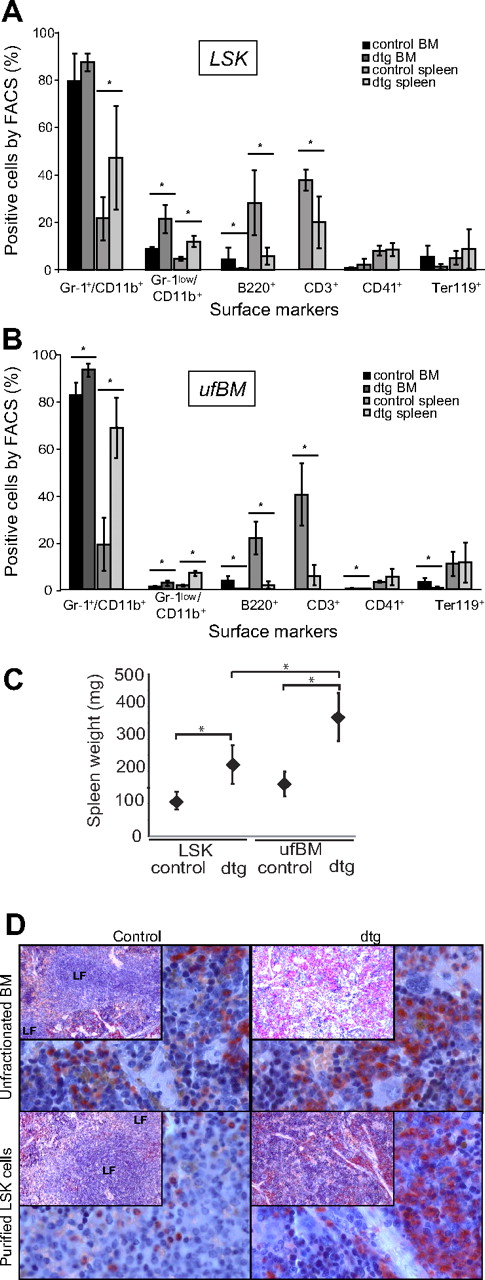 Figure 1. CML-like disease is transplantable using LSK or ufBM cells. For transplantation experiments, BM cells of 3-week–induced SCLtTA/BCR-ABL (dtg) or single transgenic (stg) control donor mice were used (n = 4 each). (A) Recipients of 1200 FACS-sorted LSK cells showed signs of disease 11 weeks after transplantation and were analyzed at that time point. Percentages of mature granulocytes (Gr-1+CD11b+), immature granulocytes (Gr-1lowCD11b+), B cells (B220+), megakaryocytes (CD41+), and erythroid cells (Ter119+) were measured in BM and spleen. In addition, the percentage of T cells (CD3+) was measured in spleen. (B) Recipients of 1 × 106 ufBM cells were moribund and thus analyzed 8 weeks after transplantation. FACS analysis was performed according to LSK transplanted mice in panel A above (stg n = 5, dtg n = 4). (C) Splenomegaly was more pronounced in mice transplanted with ufBM compared with LSK cells. (D) Histologic analyses of the spleen were performed using naphthyl acetate (chloro-)esterase (NACE)–stained slides and are shown at original magnifications of ×10 (insets) and ×40. Infiltration by myeloid cells as well as a disturbed lymph follicle architecture were evident in the spleen of recipients, transplanted with ufBM or LSK cells from dtg, but not control donors. All data are shown as mean ± SD. *P < .05.