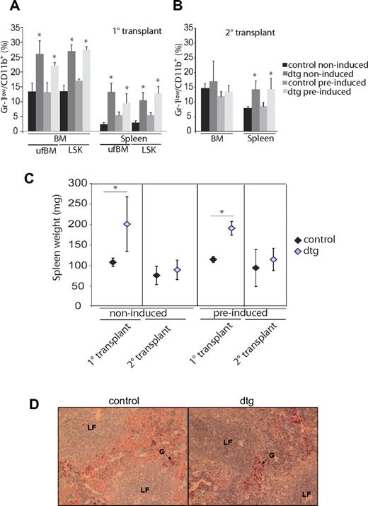 Figure 3. Serial transplantation reduces CML-like disease. Recipients were transplanted with 1 × 106 ufBM cells or 2500 LSK cells, isolated from dtg or stg mice. Donors had either been induced for 3 weeks (preinduced) or never been induced (noninduced) before BM harvest. (A) FACS analyses of BM and spleen showed increasing percentages of immature granulocytes in mice that had been transplanted with either preinduced or noninduced ufBM or LSK cells from dtg mice. Graphs show mean ± SD; n = 4 per group. (B) Serial transplantation of 1 × 106 ufBM cells isolated from diseased primary recipients of ufBM (first-degree transplantation) did not lead to CML-like phenotype in BM of secondary recipients (second-degree transplantation). Depicted is the percentage of immature granulocytes in BM and spleen of serial transplanted mice; n = 4. (C) Splenomegaly was only evident in primary recipients but was not observed on serial transplantation. (D) Histologic analysis by NACE stain of the spleen of secondary recipients that had received ufBM from preinduced donors showed no alterations of spleen morphology. *P < .05.