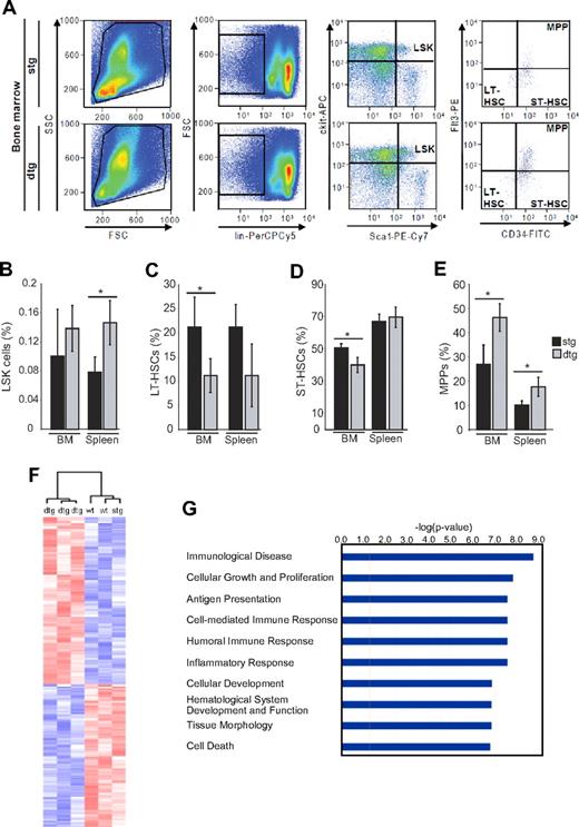 Figure 4. Expression of BCR-ABL enhances differentiation of LT-HSCs. Analysis of LSK composition was performed in the BM and spleen isolated from 4-week-induced SCLtTA/BCR-ABL (dtg) and single transgenic (stg) controls. (A) For identification of LSK subpopulations, LT-HSCs (CD34−Flt3−), ST-HSCs (CD34+Flt3−), and MPPs (CD34+Flt3+) were further distinguished according to their immunphenotype. Depicted are the percentages of (B) LSK cells in BM and spleen, (C) LT-HSCs, (D) ST-HSCs, and (E) MPP cells within the LSK compartment. Error bars represent the mean ± SD. FSC indicates forward scatter; and SSC, sideward scatter. n = 4 per group. *P < .05. (F) Expression pattern of leukemic LSK cells was determined by microarray analyses of 3 leukemic dtg mice and 3 controls (wt or stg). The figure shows the clustering of the 6 mice according to 300 genes found to be at least 1.5-fold changed in expression (P < .05). The same clustering was achieved when unselected data were used or when the genes were analyzed using the SAM method. (G) A pathway analysis using Ingenuity software shows pathways with most significant changes in the LSK cell compartment of dtg mice.